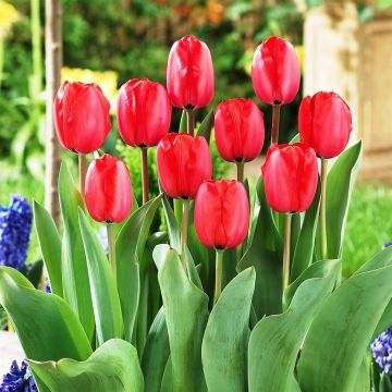 Tulip Darwin Hybride Impression Red