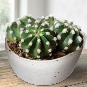Cactus Echinopsis-multiplex