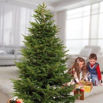 Abies Nordmanniana 75 cm Pot 26 cm