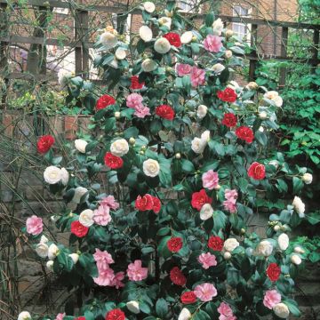 Camellia Driekleurig