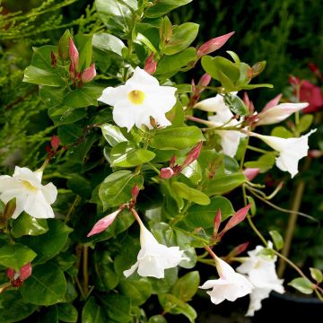Dipladenia White