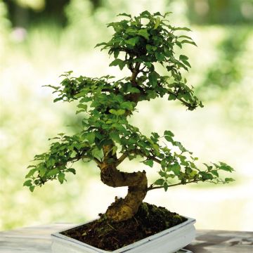 Ligustrum pot 25cm(052540)