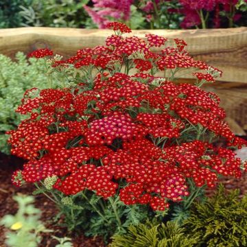 Achillea Millefolium Rood x 3