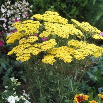 Achillea millefolium Geel x 3