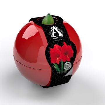 Amaryllis Red lion Artist