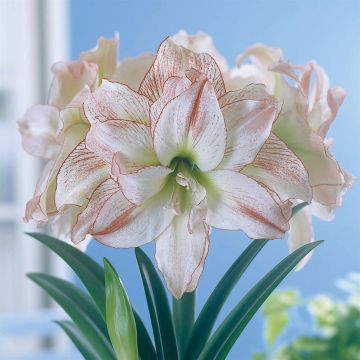 Amaryllis Aphrodite