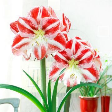 Amaryllis Clown