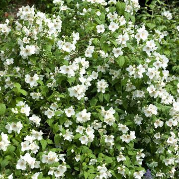 Philadelphus Belle Etoile Boerenjasmijn