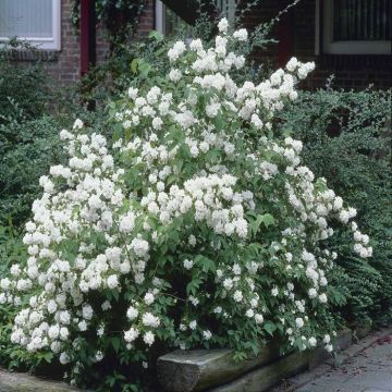 Philadelphus Dame Blanche Boerenjasmijn