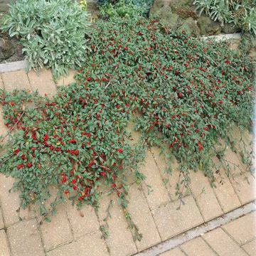 Cotoneaster franchetii (Dwergmispel)