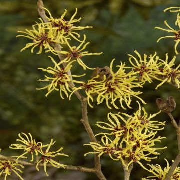 Hamamelis x intermedia Westerstede 9 cm