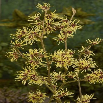 Hamamelis Intermedia Pallida