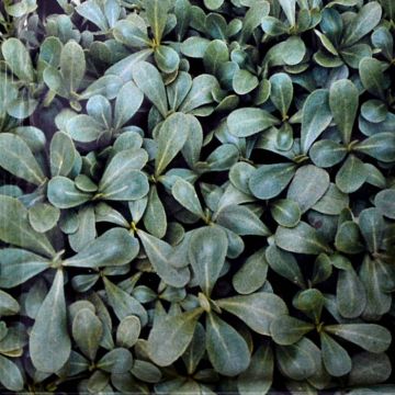 Postelein Zaad Groen