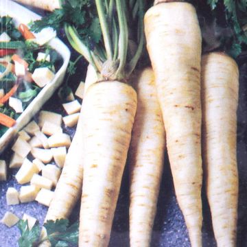 Wortelpeterselie ( Halflang )