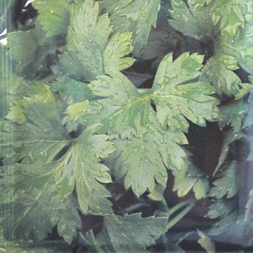 Snijselderie Zaad Amsterdams Donkergroen