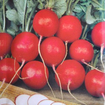 Radijszaad Cherry Belle