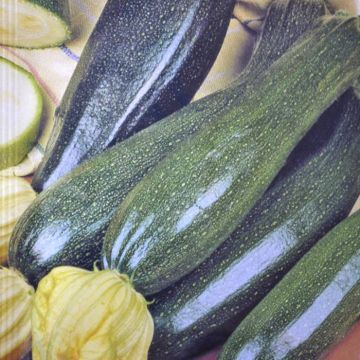 Zucchini Zaad Black Beauty Courgette