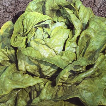 Kropsla Zaad Zomerkoning