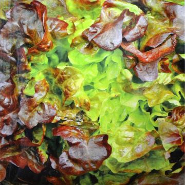 Pluksla Zaad Rode Eikenblad