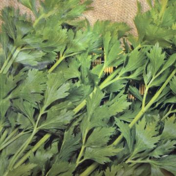 Snijselderie Zaad Gewone Snij