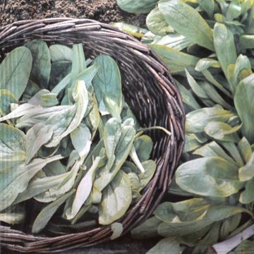 Veldsla Zaad Noordhollandse