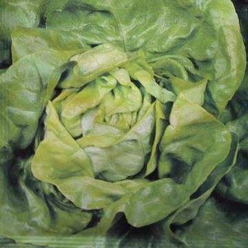 Lettuce Zomerdiamant seed bag