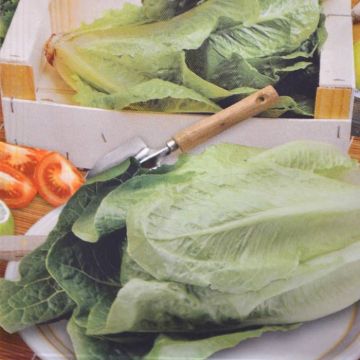 Bindsla Zaad Blanke Zelfsluitende