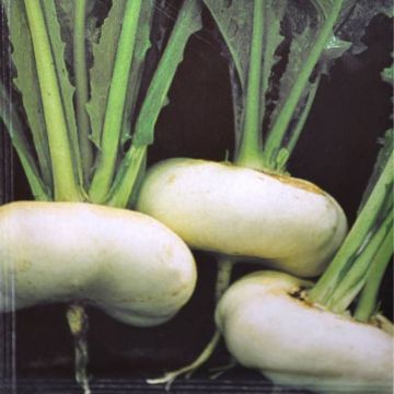 Tuinraap Zaad Platte Witte Mei