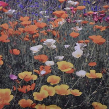 Californian poppy single