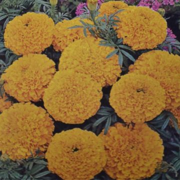 African Marigold Golden Age