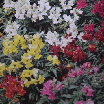 Snapdragon Tom Thumb