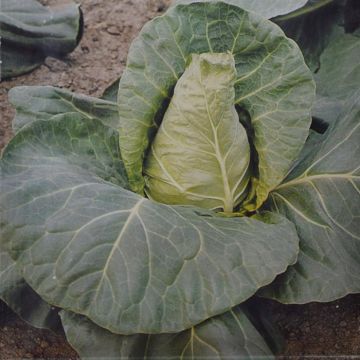 Witte Koolzaad Express Vroege Spitse