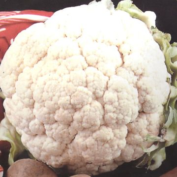 Herfstbloemkool Zaad