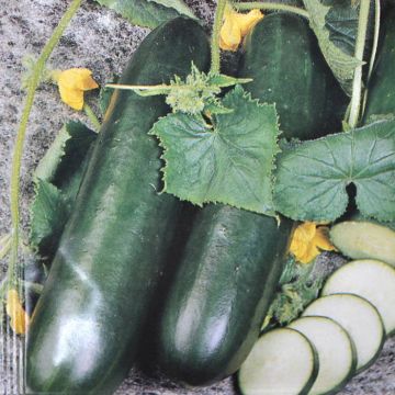 Komkommerzaad Hoffmans Johanna