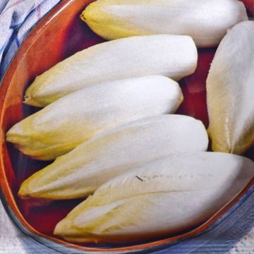 Witlofzaad Middelvroeg