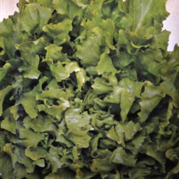 Andijvie Zaad Breedblad Volhart Winter