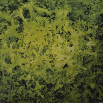 Andijvie Zaad Fijne Krul Geel