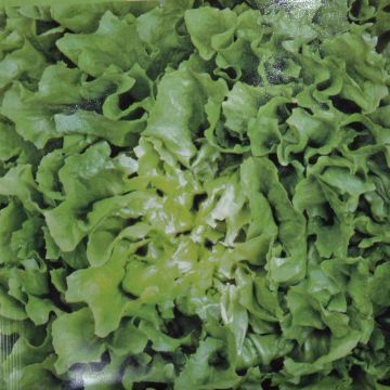 Andijvie Zaad Nummer Vijf