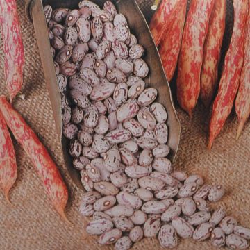 Kookbonenzaad Stamkievits