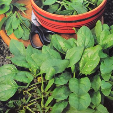 Spinazie Zaad Securo