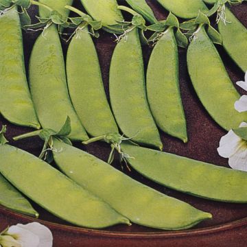 Peulen- of Sluimerwtenzaad De Grace