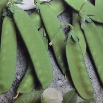 Peulen- of Sluimerwtenzaad Record