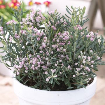 Andromeda Polifolia Blue Ice