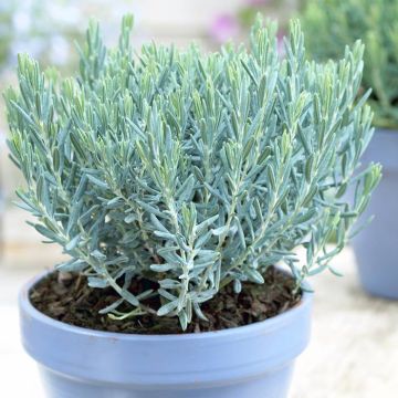 Andromeda polifolia Compacta 17 cm pot