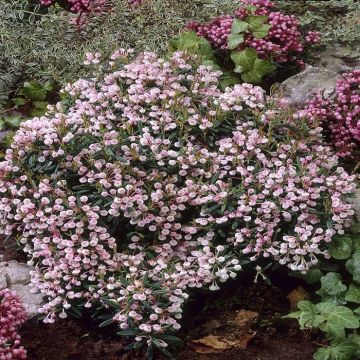 Andromeda Polifolia Compacta