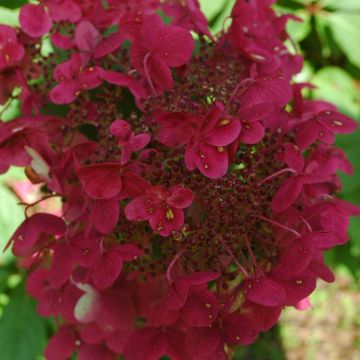 Hortensia Paniculata Wims Red