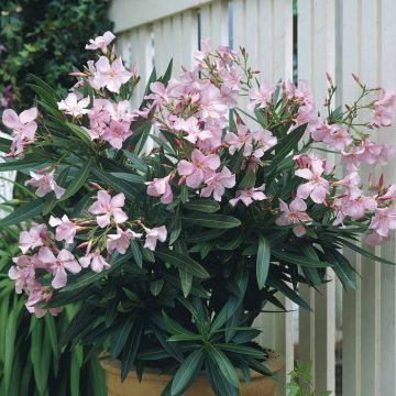 Nerium Oleander Pink