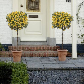 Potentilla Op Stam Ganzerik