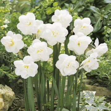 Narcissi double Snowball