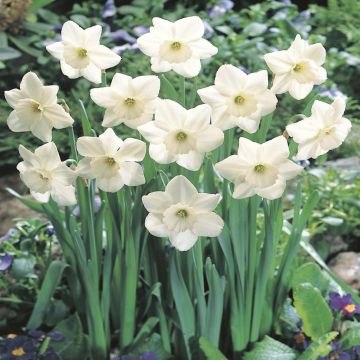 Narcissi large cupped Stainless